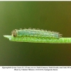 hyponephele lycaon ossetia larva1